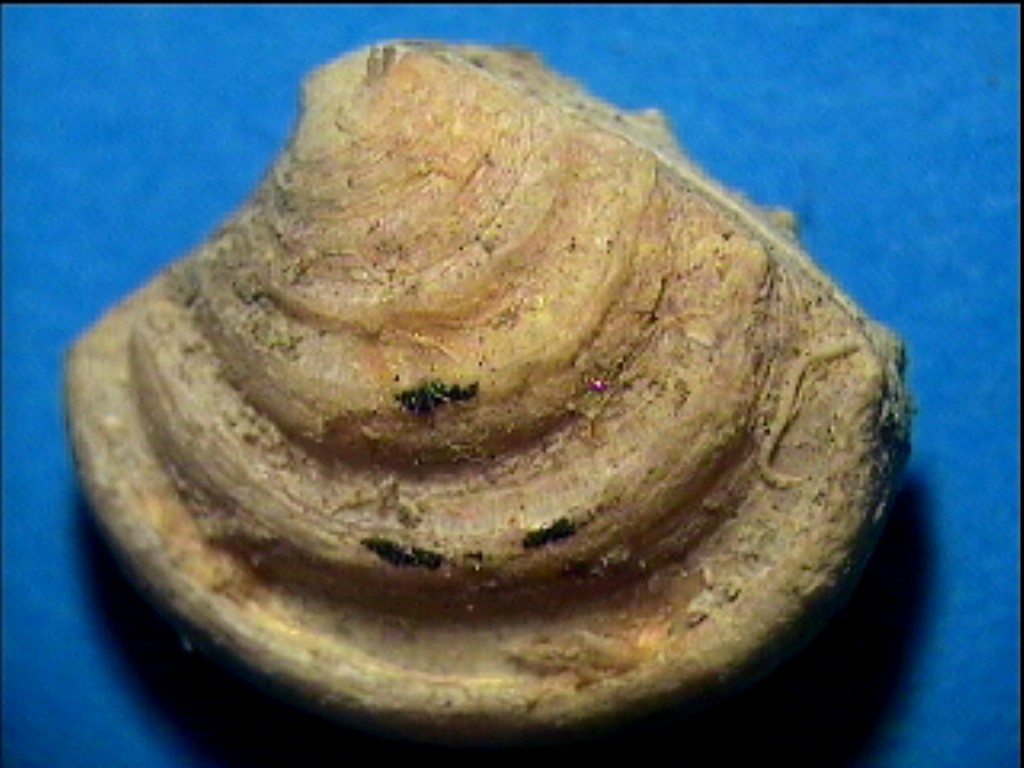 Clausinella brongniartii (Payraudeau, 1826) Pliocene Toscana